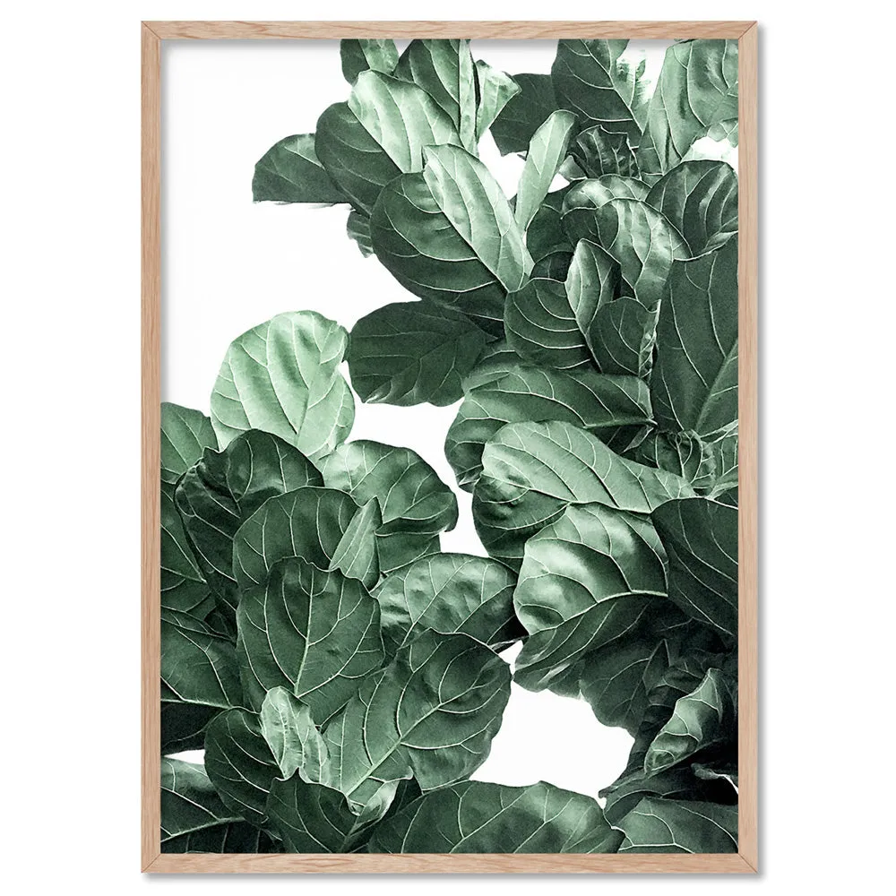 Fiddle Leaf Fig Watercolour II - Art Print