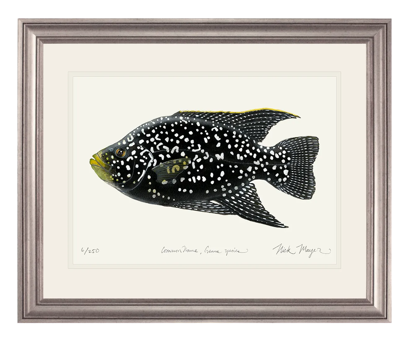 Madagascan Starry Night Cichlid I Original Watercolor Painting