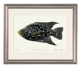 Madagascan Starry Night Cichlid I Original Watercolor Painting