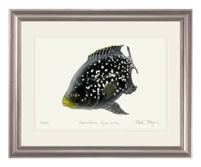 Madagascan Starry Night Cichlid II Original Watercolor Painting